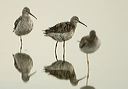 stilt_sandpiper3506