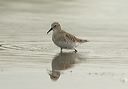 white-rumped_sandpiper3513