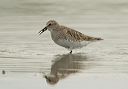 white-rumped_sandpiper3515