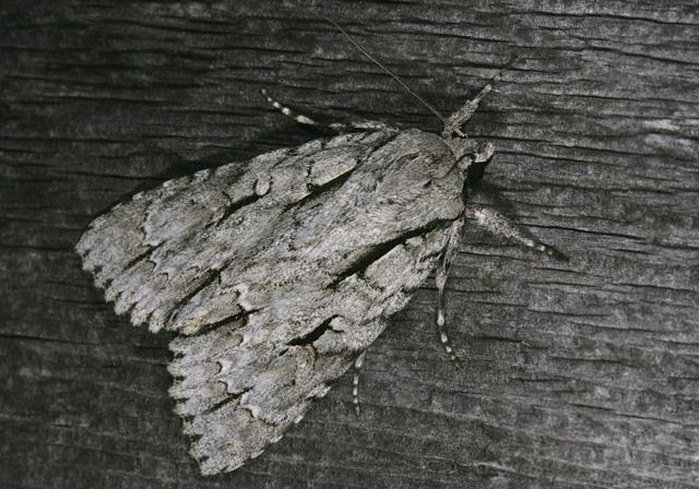 acronicta_lobeliae3956.jpg