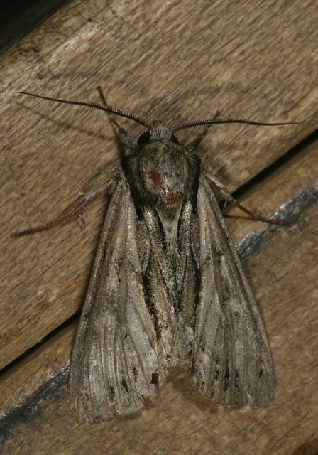 acronicta_sp3949.jpg