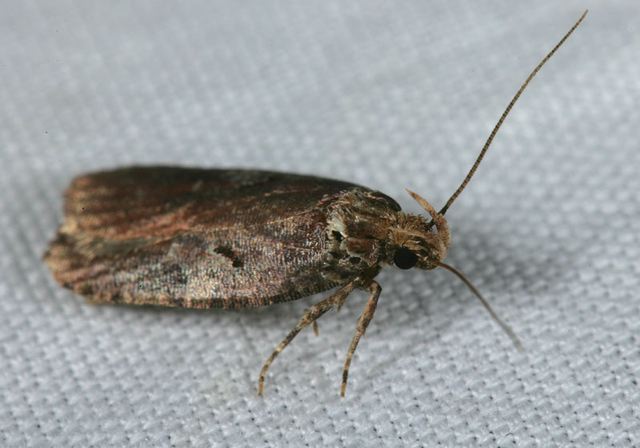 agonopterix_lythrella4279.jpg