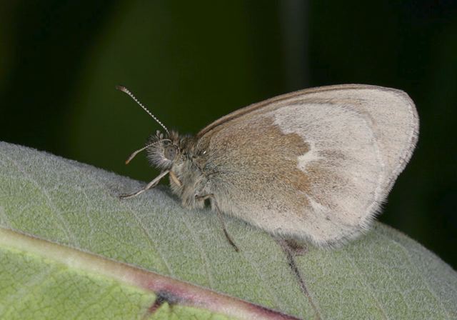 common_ringlet3905.jpg