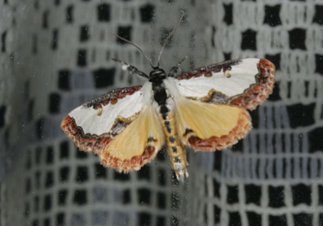 eudryas_unio4058.jpg