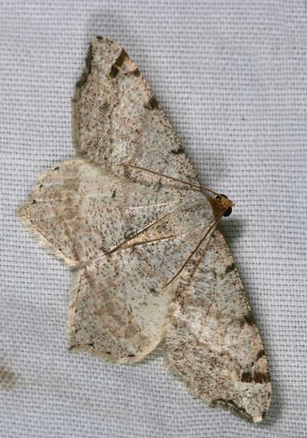 macaria_bisignata4285.jpg