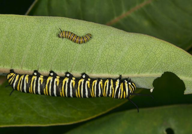 monarch_caterpilar3902.jpg