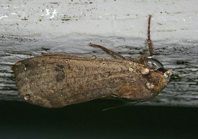 moth3926.jpg