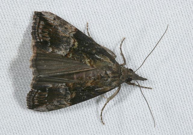 plathypena_scabra4221.jpg