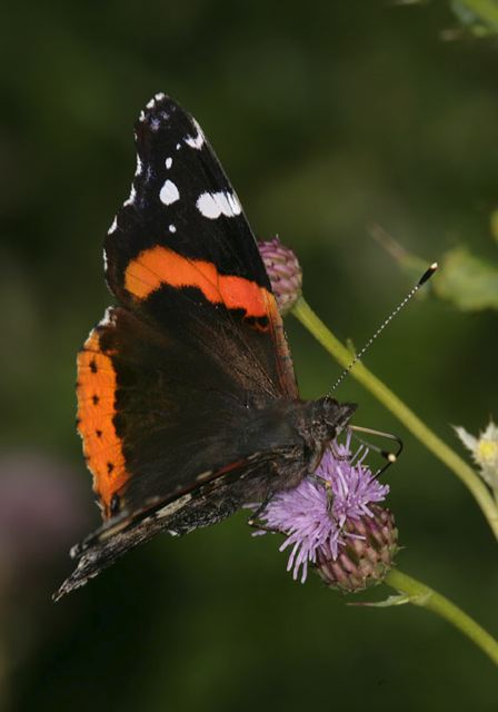 red_admiral4516.jpg