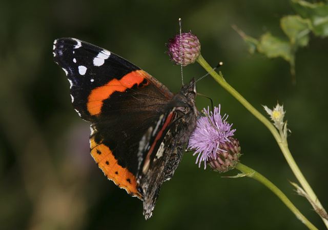 red_admiral4517.jpg