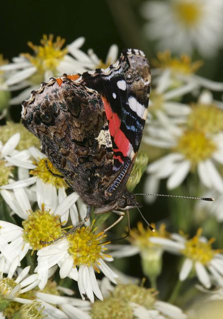 red_admiral4522.jpg