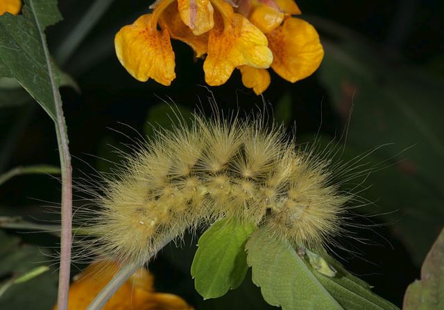 spilosoma_virginica3912.jpg