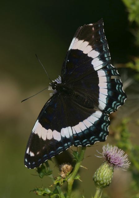 white_admiral4474.jpg