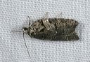 acleris_sp4206