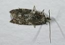 acleris_variana3979