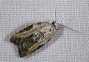 acleris_variana4215