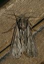 acronicta_sp3949