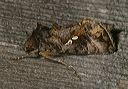 autographa_precationis3852