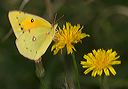 orange_sulphur4536