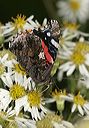 red_admiral4522