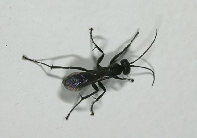 anoplius_sp4774.jpg