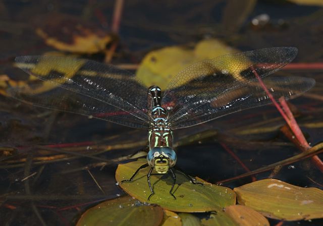 black-tipped_darner4419.jpg