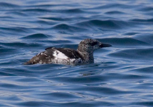 black_guillimot3721.jpg