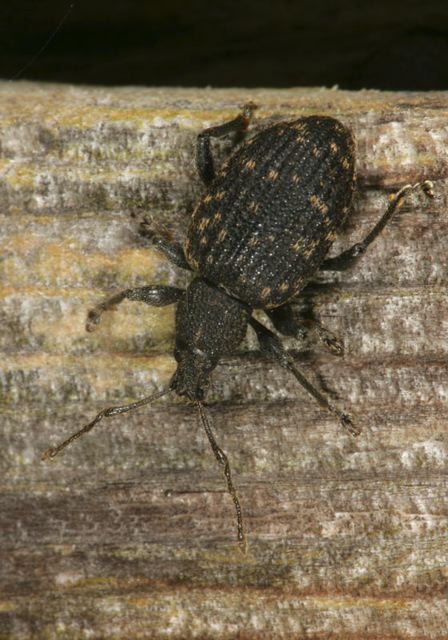 black_vine_weevil3757.jpg