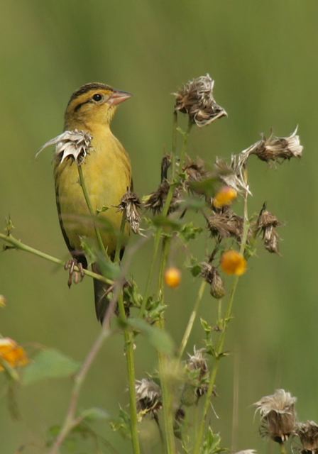 bobolink4731.jpg