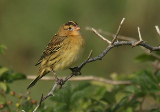 bobolink4734.jpg