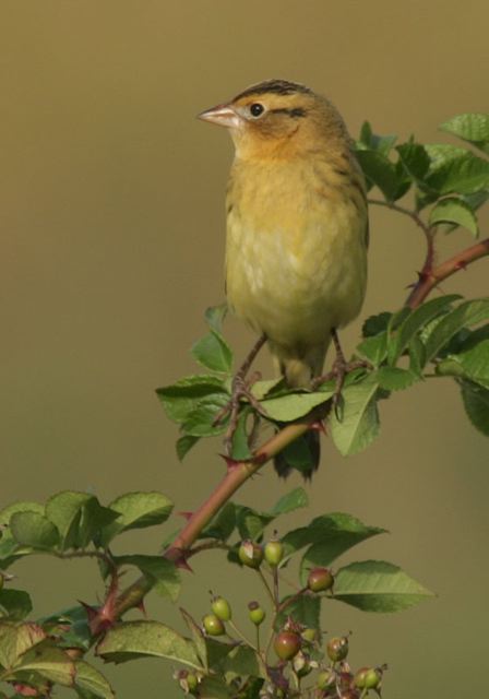 bobolink4736.jpg