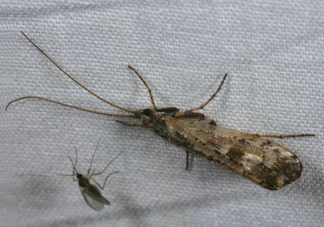 caddisfly4210.jpg