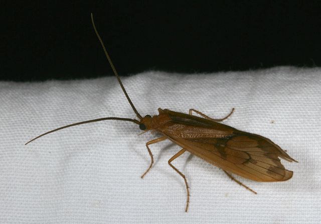 caddisfly4212.jpg