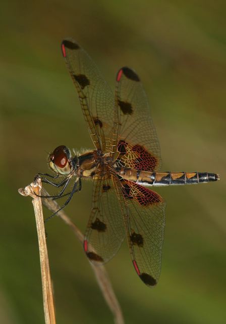 calico_pennant4506.jpg