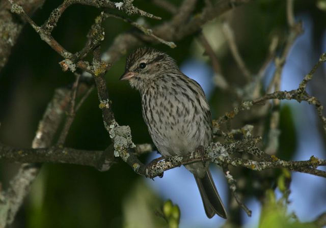 chipping_sparrow4441.jpg