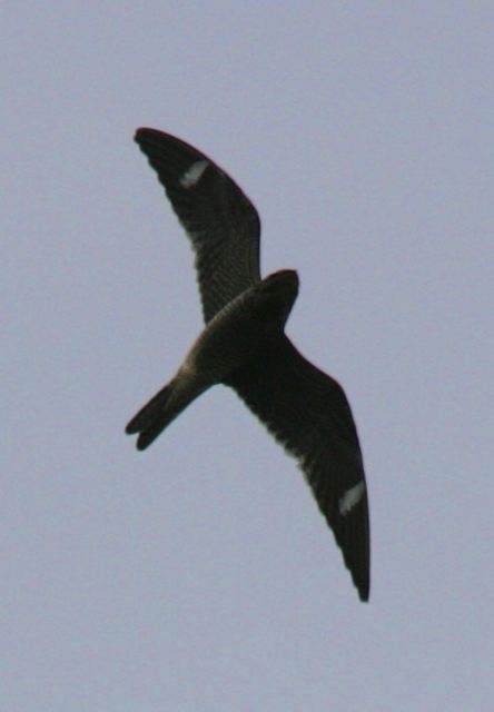 common_nighthawk4709.jpg