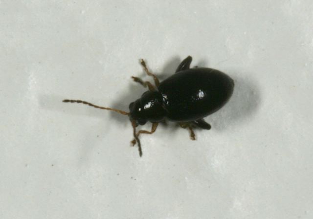 flea_beetle4107.jpg