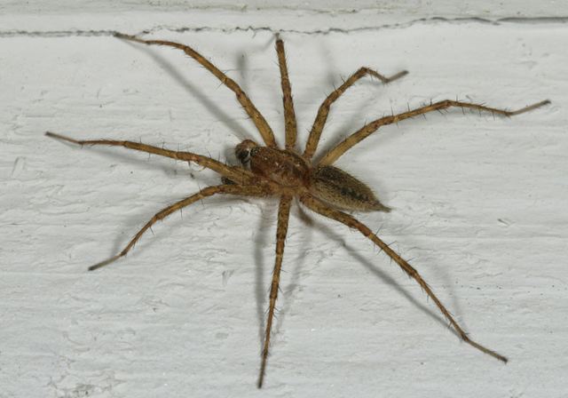 grass_spider3790.jpg