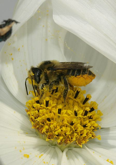 leaf-cutting_bee4603.jpg