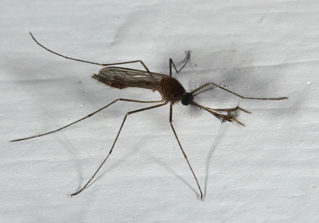 mosquitoe4089.jpg