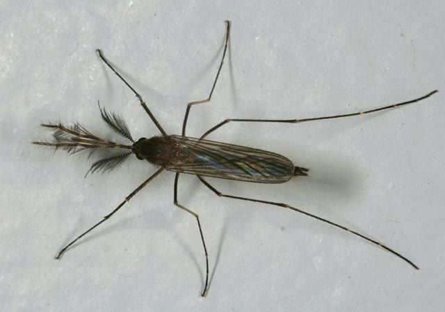 mosquitoe_a_4110.jpg