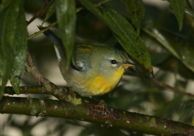 northern_parula3858.jpg