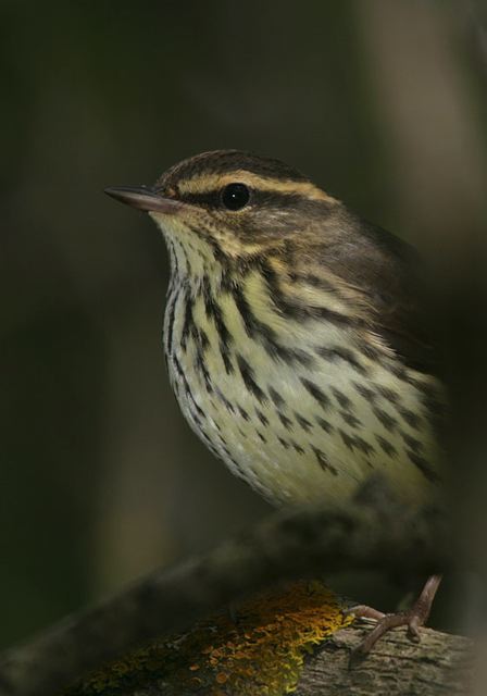 northern_waterthrush3883.jpg