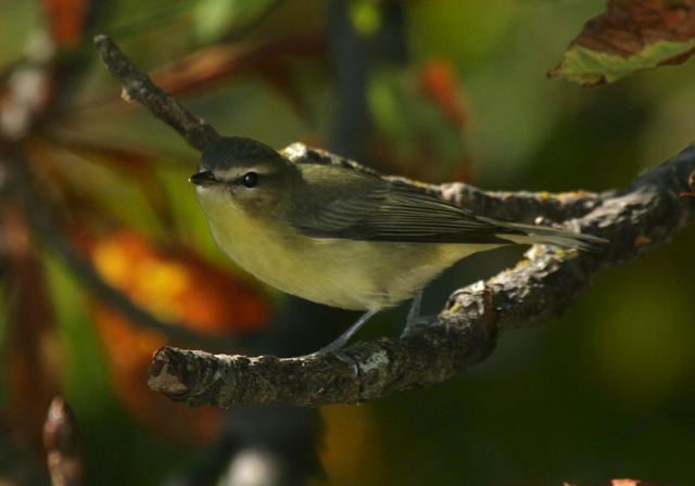 philadelphia_vireo4167.jpg