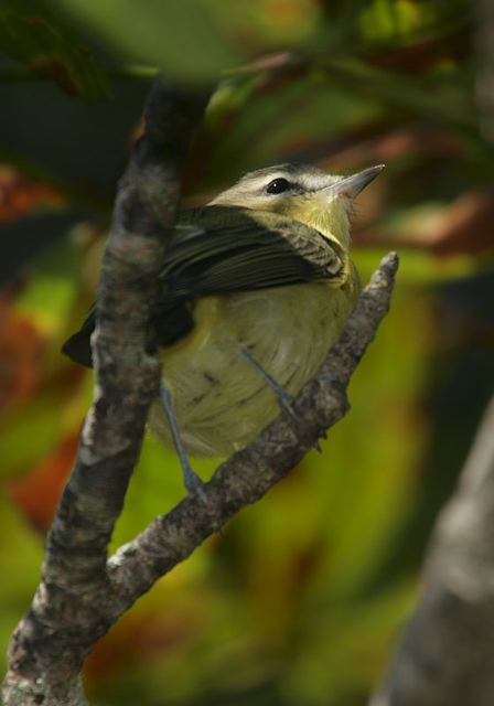 philadelphia_vireo4169.jpg