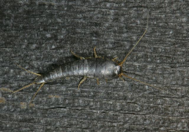 silverfish3959.jpg