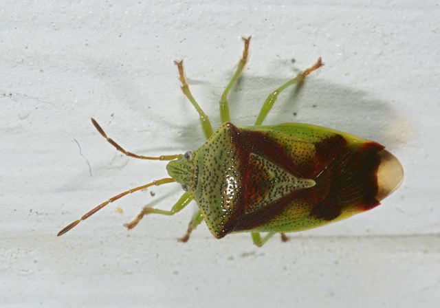 stink_bug4130.jpg