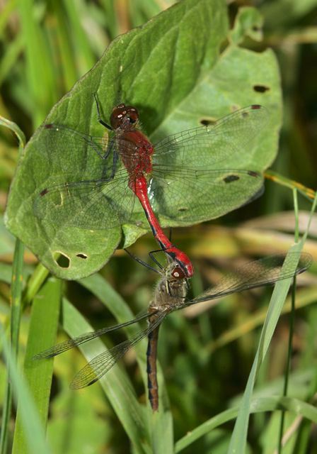 sympetrum4597.jpg