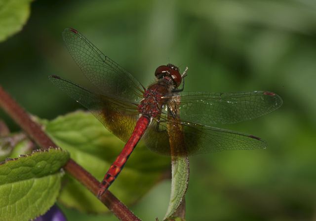 sympetrum_semicinctum4590.jpg