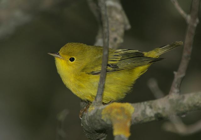 yellow_warbler3869.jpg